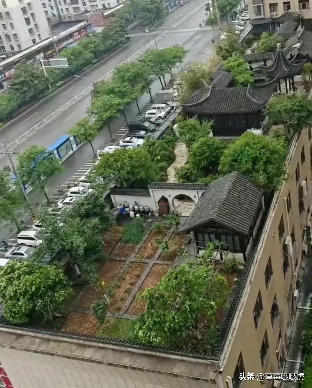 网友晒出楼顶上的一幕，不得不说，惊呆了啊！[捂脸][捂脸][捂脸]