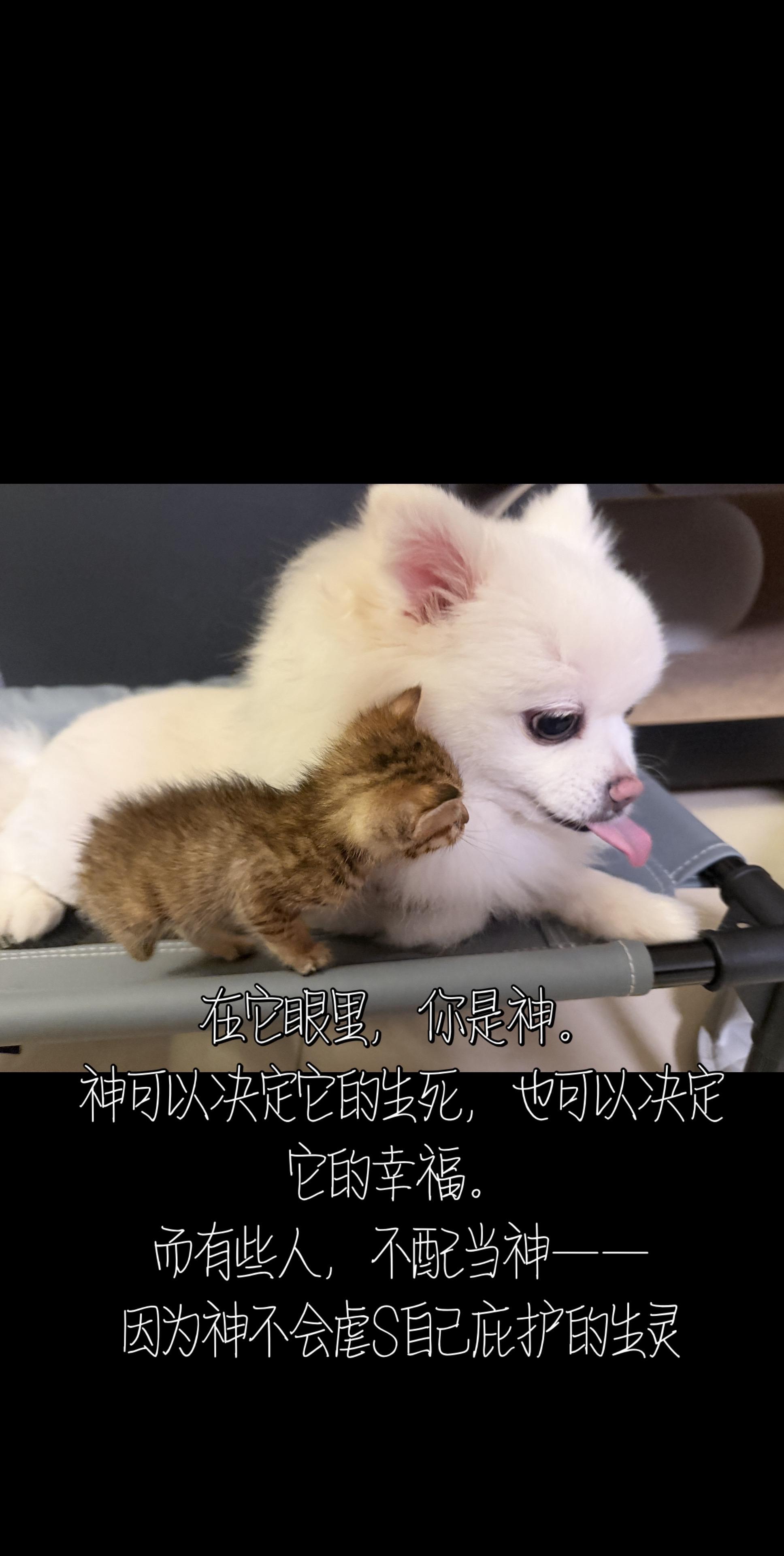 2026.7.27记录生活两只小可爱。