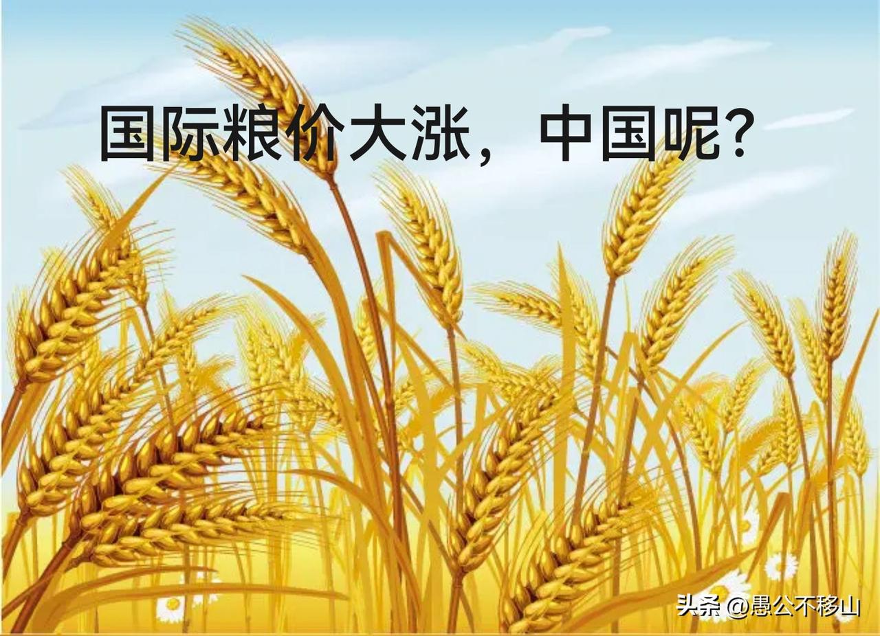 国际粮价大幅上涨，
对我国影响权威解读
 
        近期，受极端天气、国