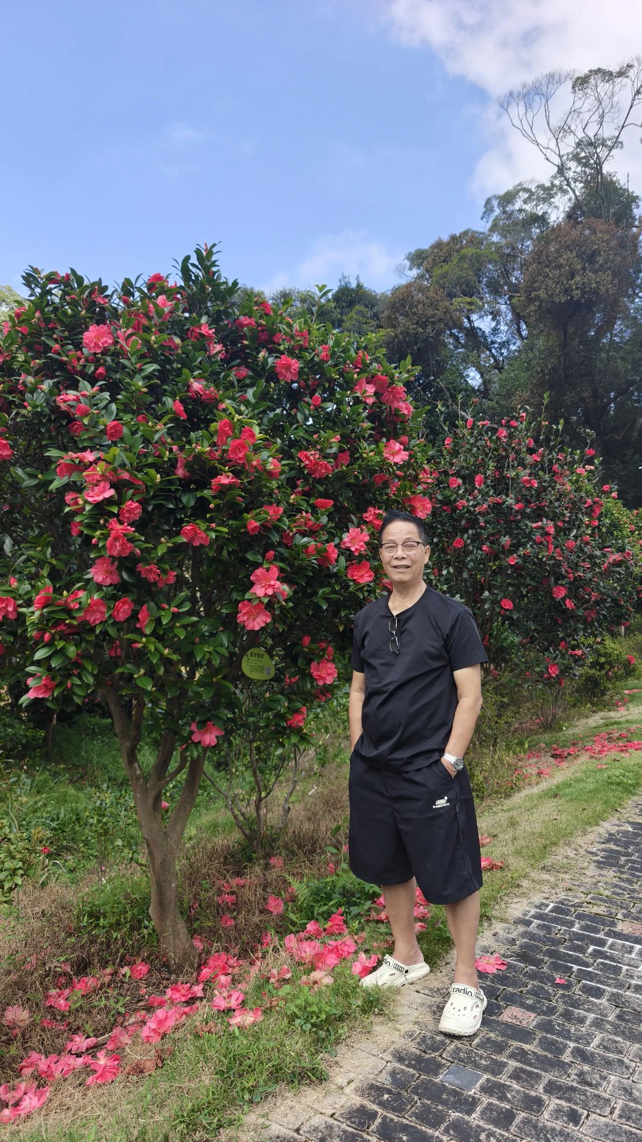 艳丽茶花随手拍这就是我在中秋节拍到的茶花，艳不艳丽我不敢说，但那么大棵的茶花我还