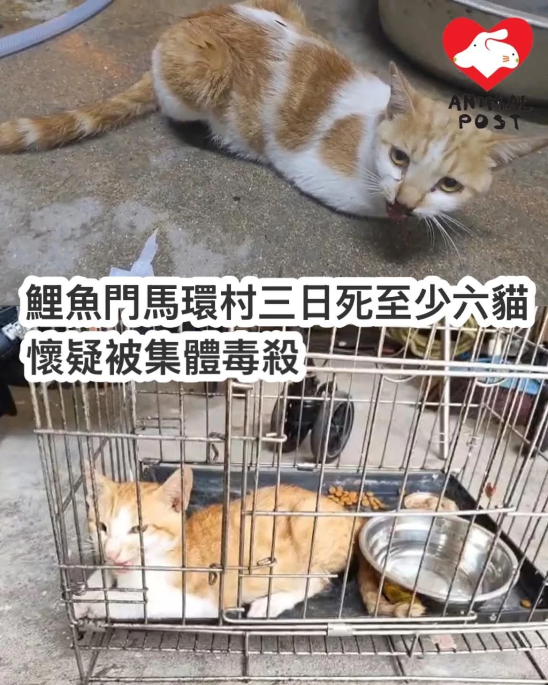 🇭🇰疑爆連環毒貓案，令人擔憂