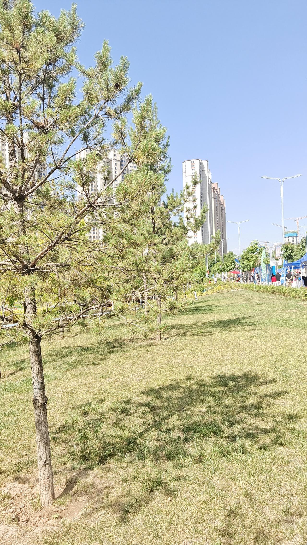 阳光明媚的公园，绿树成荫，微风拂面，好不惬意！🌞🌳🍃