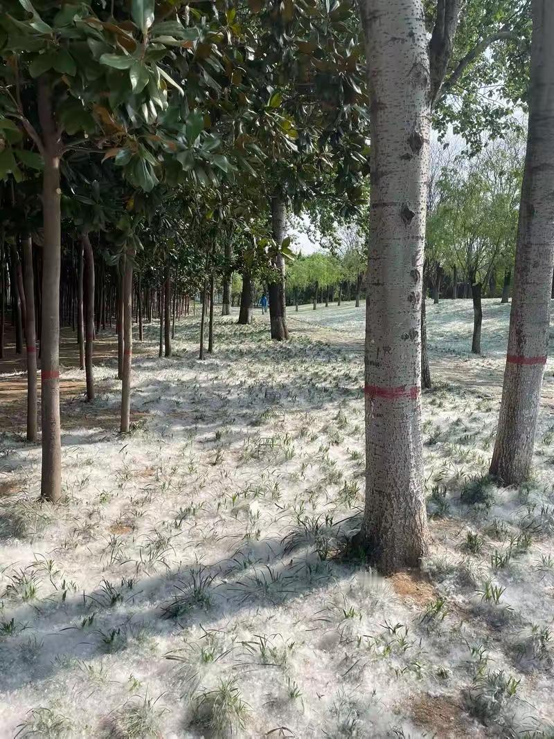 告诉孩子这几天千万不要去野外玩火，因为柳絮这东西点燃可扑不灭。
近日，北京有一孩