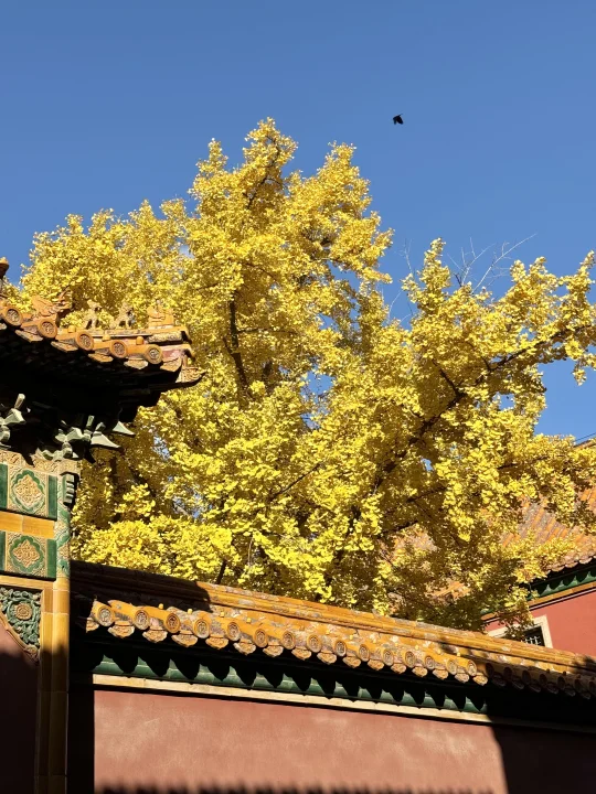 11.1 Live～故宫的秋天美的不像话🍂