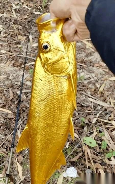 浙江嘉兴的一条河边，一根碳素鱼竿被拉成了紧绷的U型，水面下金光乱窜。
钓鱼人老李