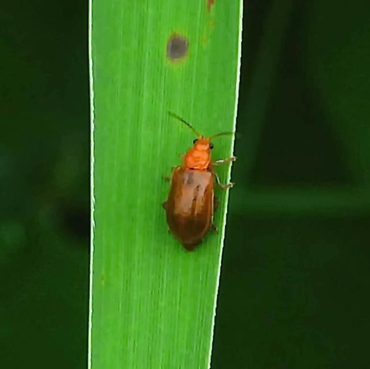 【昆虫观赏•一图一虫】黄守瓜， 鞘翅目叶甲科守瓜属昆虫，体长8-9毫米。（拍摄于