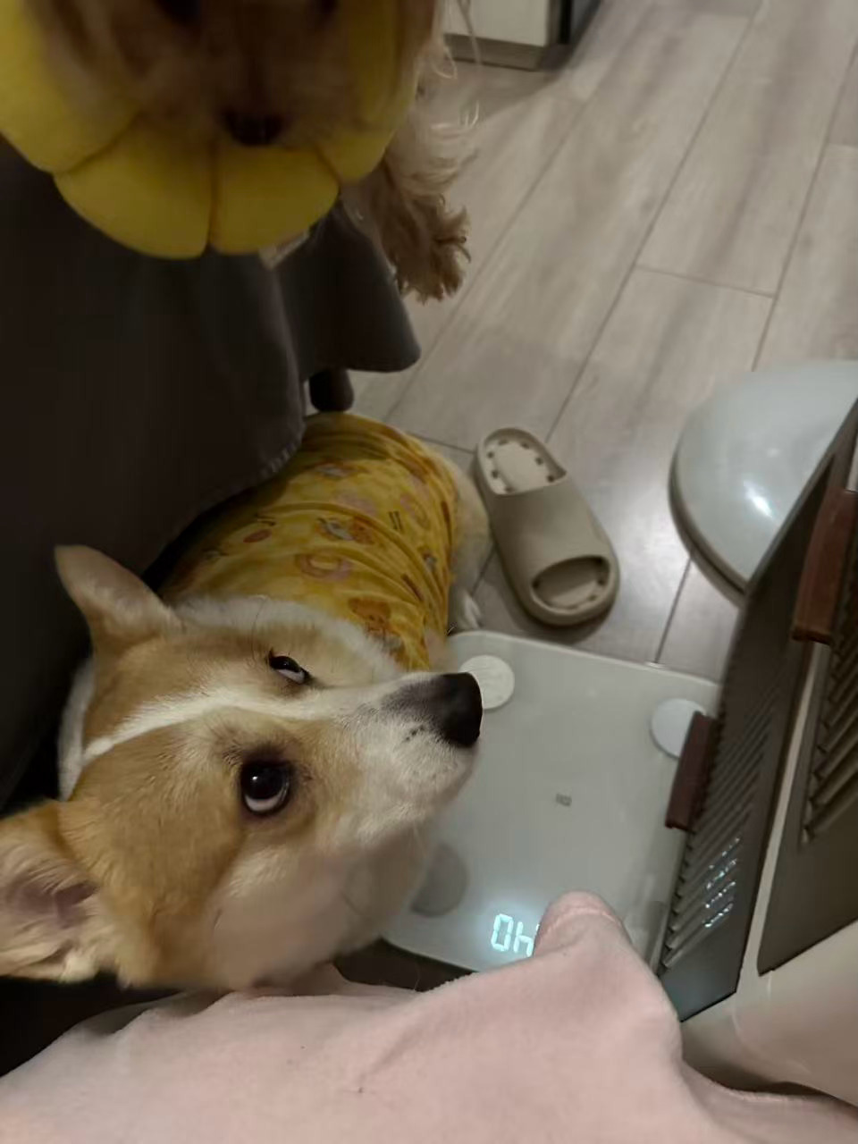 圆子有多怂： 