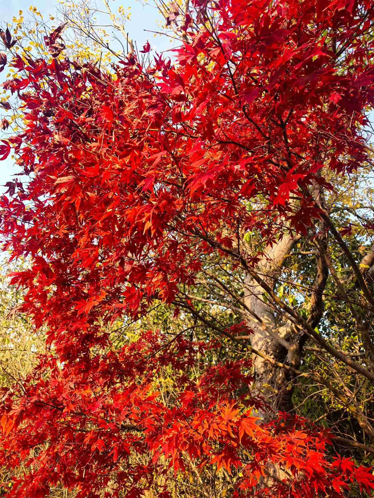 我的今日状态：🐯虎虎生威
我这里的天气：☀️晴天
