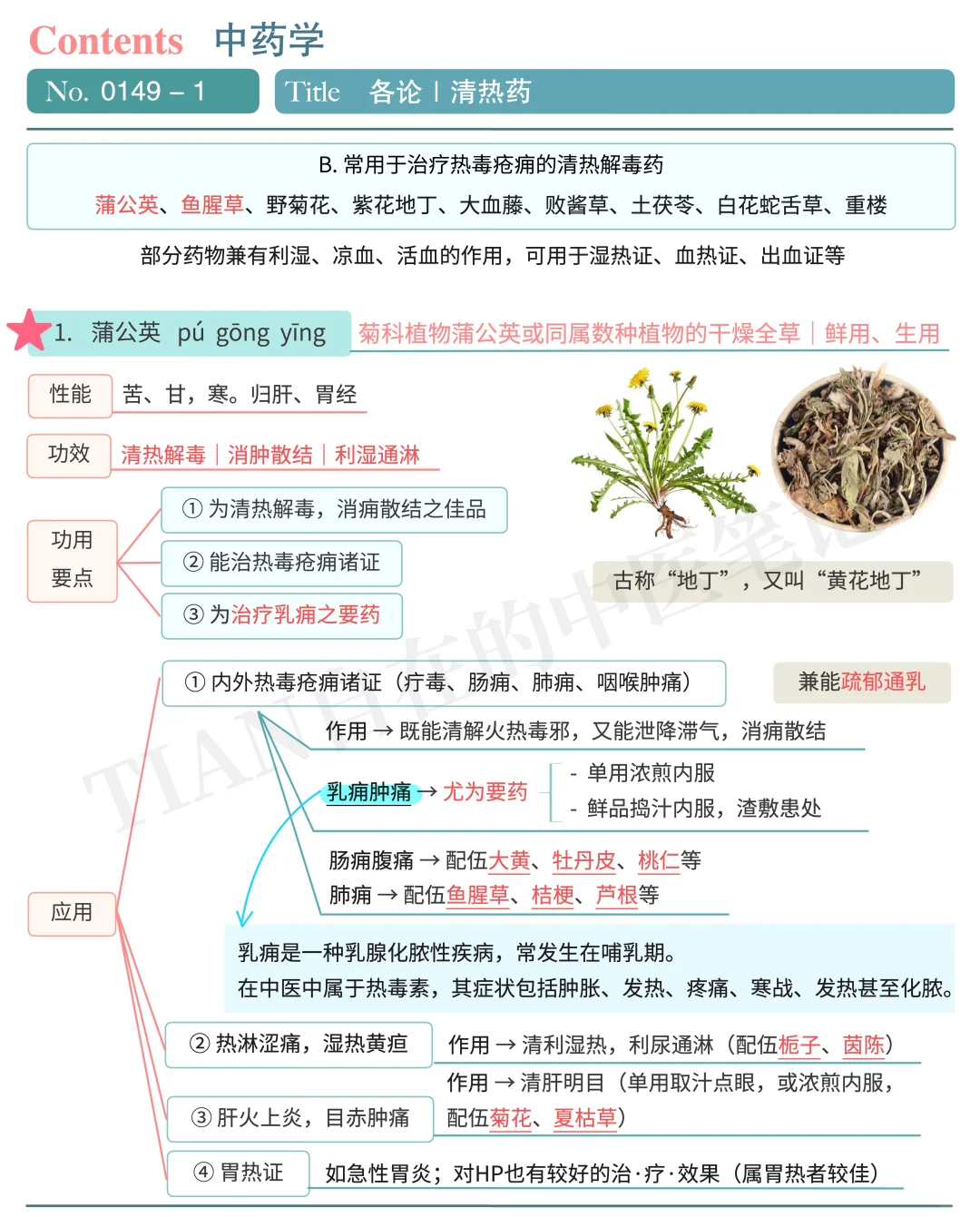 学中医第149天｜中药学｜清热解毒药（中）