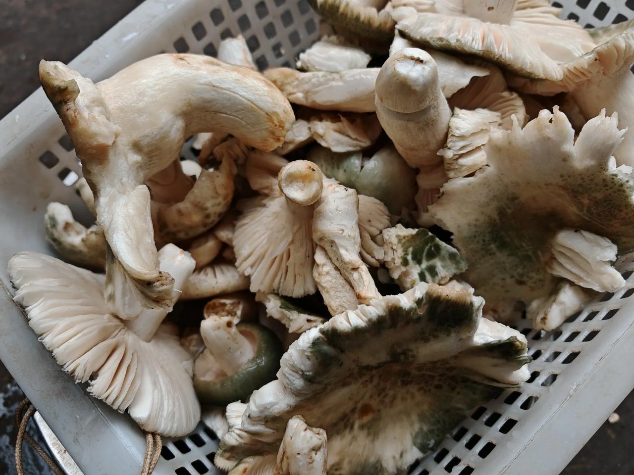 每年这个季节，云南菌子陆续上市，吃火锅少不了的就是菌子，不当佐料，而是直接当绿菜