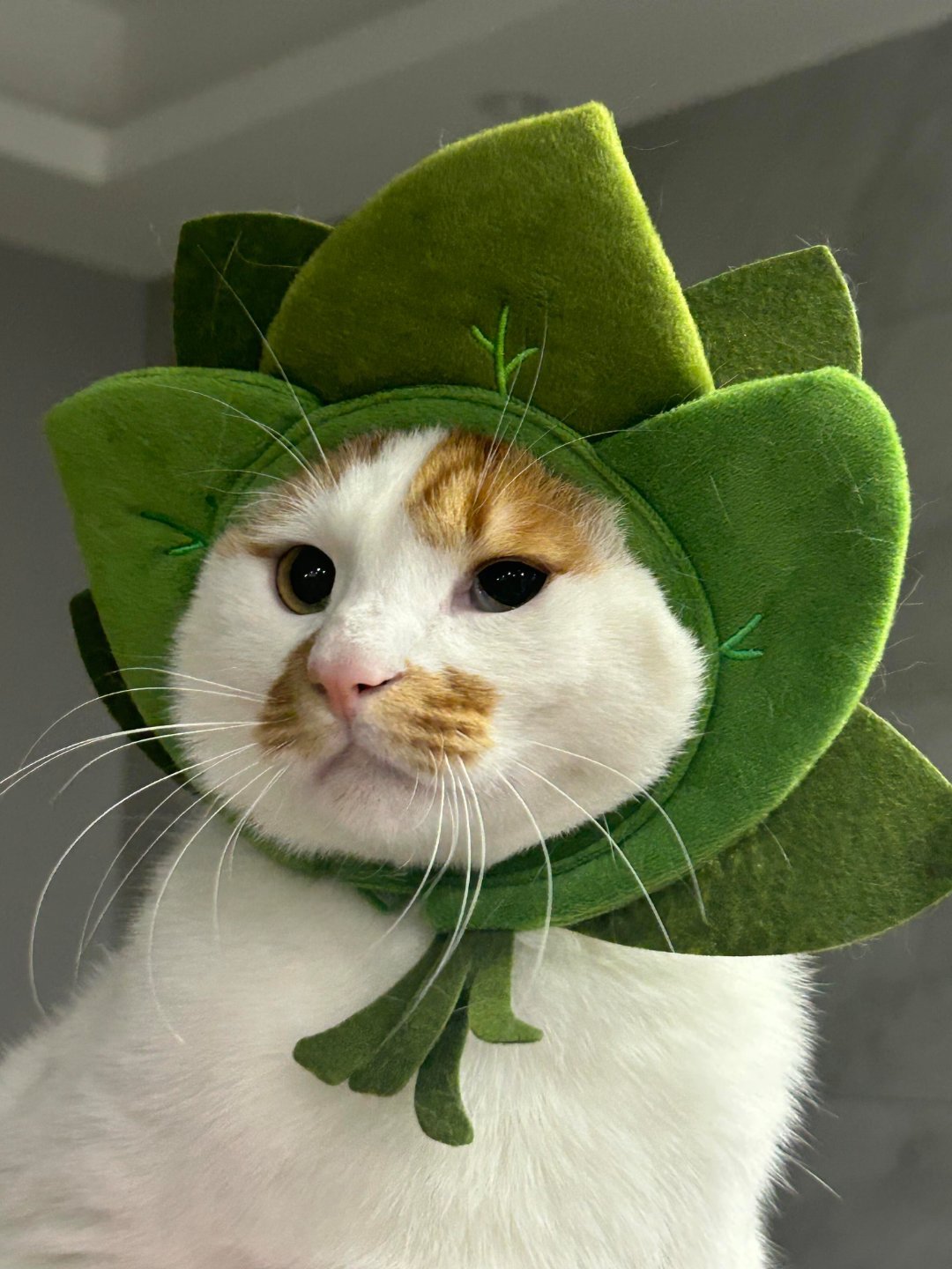 给摩托姐姐来点柚子叶王一博