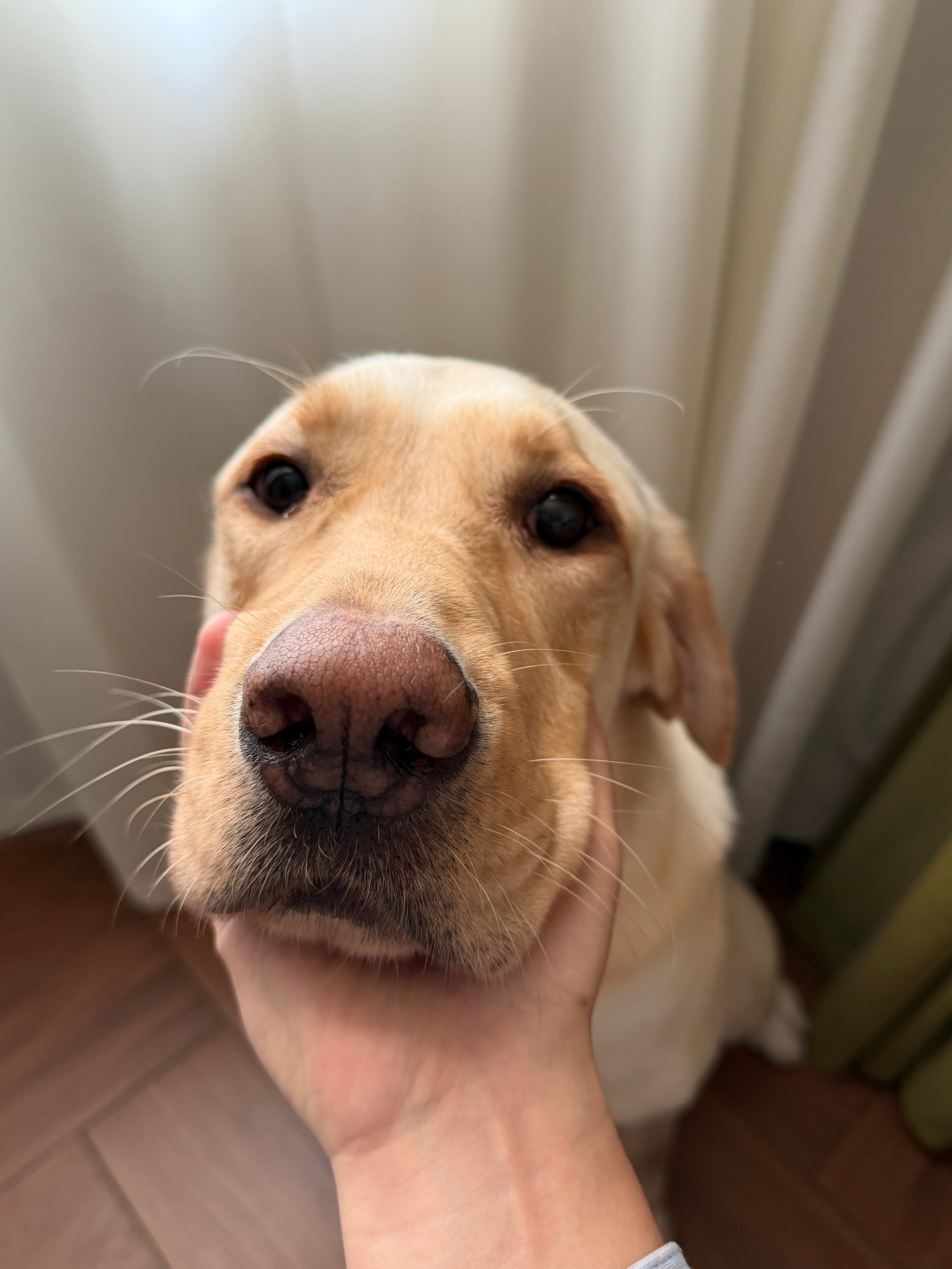 早起来又有狗头摸了，真好就是每天都睡不了懒觉，一有点风吹草动狗爷就来用鼻子叫你起