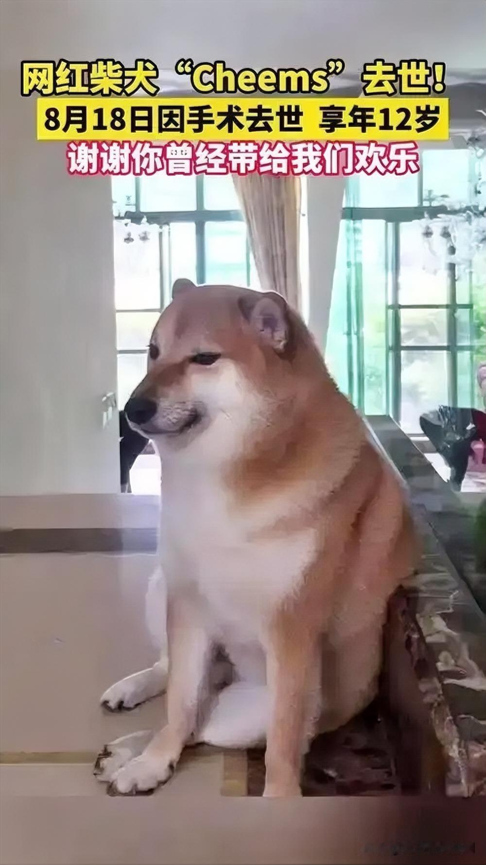 网红柴犬佩奇中毒离世，主人痛心维权

2022年9月，北京一小区发生投毒事件，网