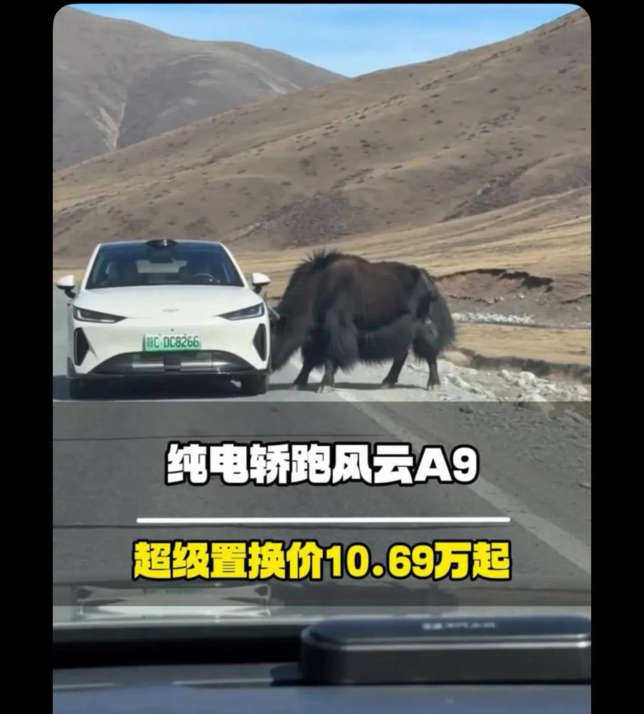 我们去九寨沟旅游环线公路上就碰到好几次牦牛，我都是停车等它们走，后面的就猛按喇叭