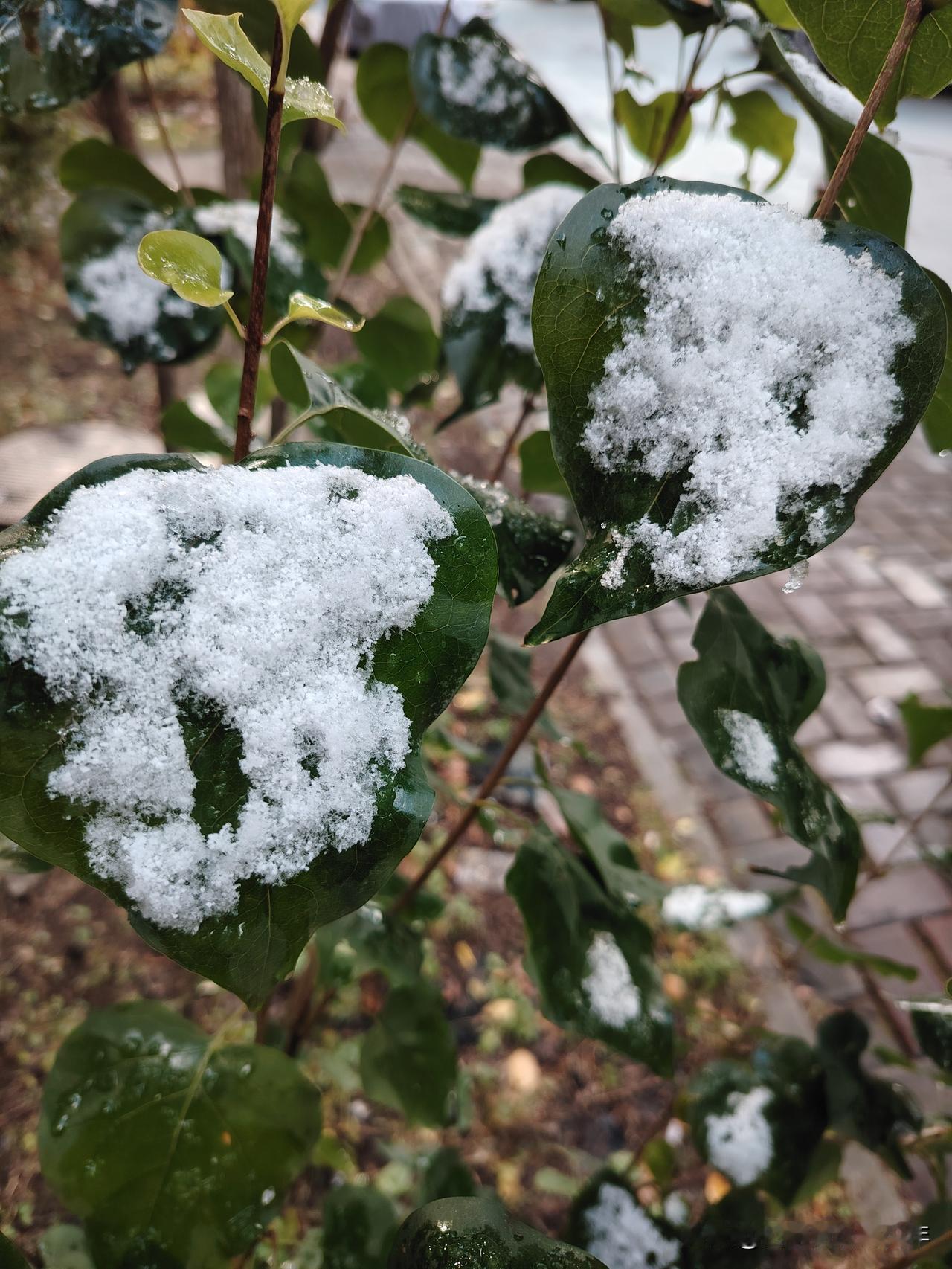 三五七言•雪和流苏花
流苏花，落枝桠，
北方也能见，南方不缺它。
满心欢喜留倩影