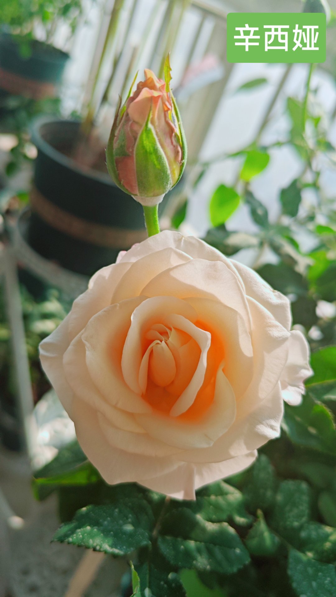 我的，英伦，伊芙金伯爵，辛西娅，第一次开。