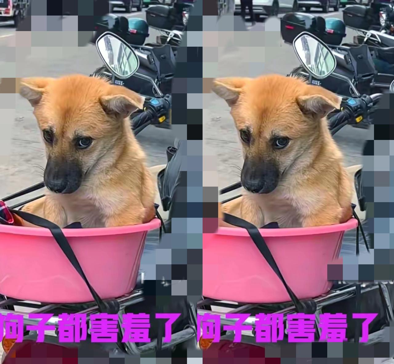 笑不活了！
        小伙赶集被狗子黏着撵路，直接找个塑料盆把狗子一装，捆