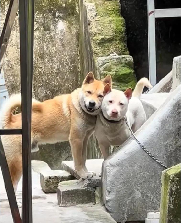 哥俩好，来个pose。