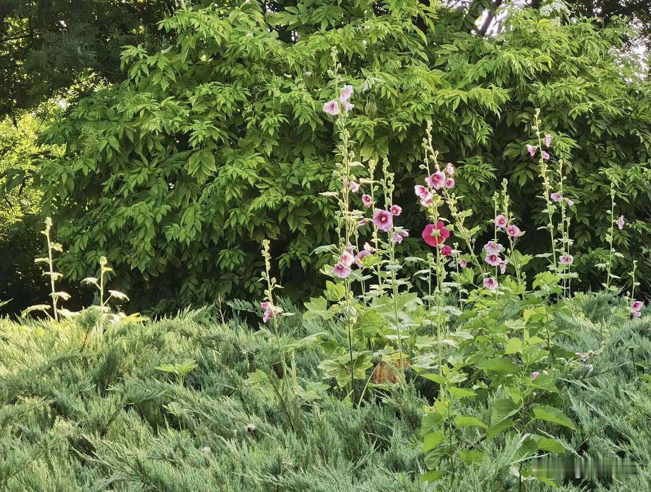 下雨后逛公园随手拍了一路景致，空气清清爽爽带着草木香气。各色小花沾着水珠，多色蜀