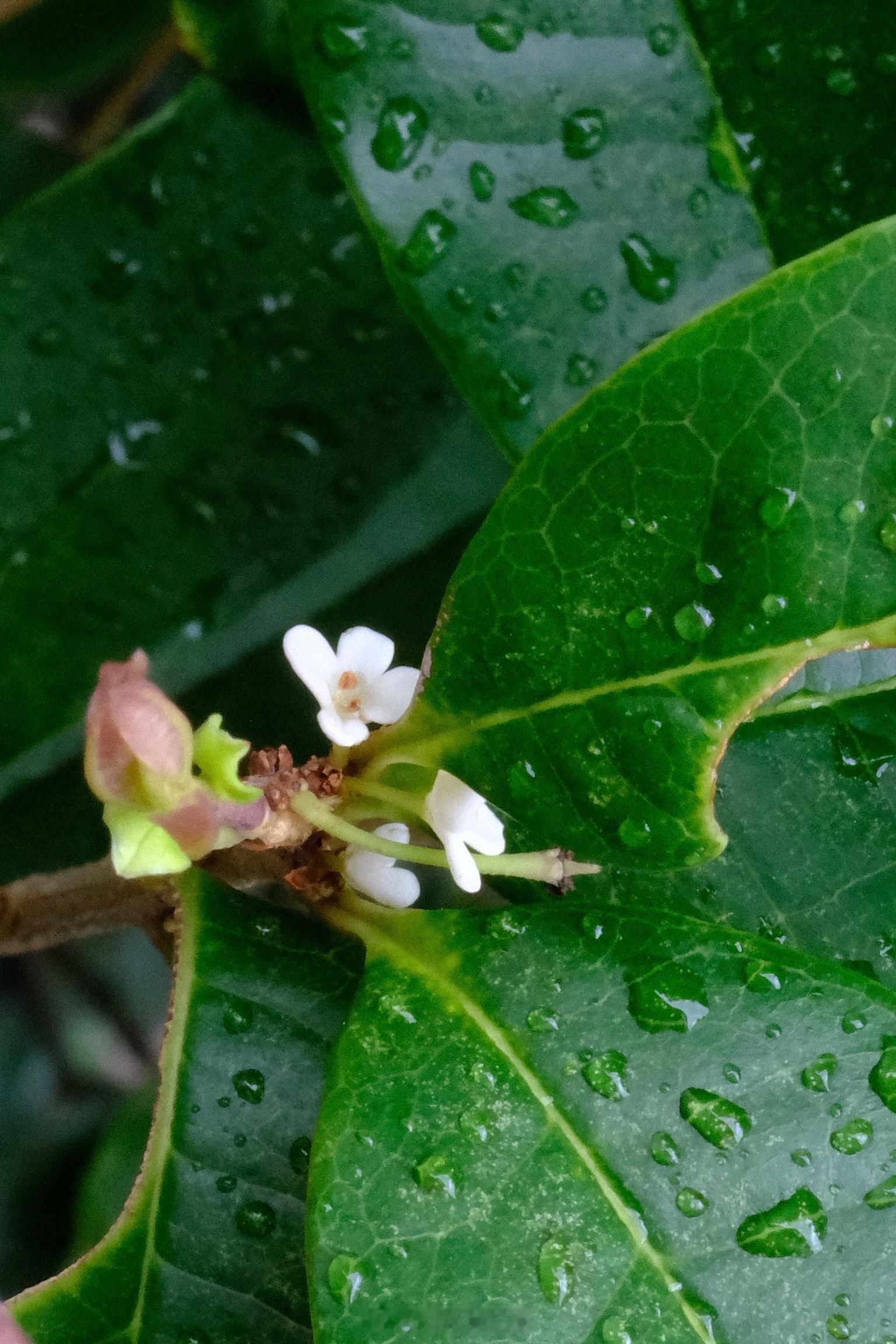 『此刻』雨声淅沥，小院的桂花开出细细弱弱的淡白几朵，秋意悄悄荡漾。 