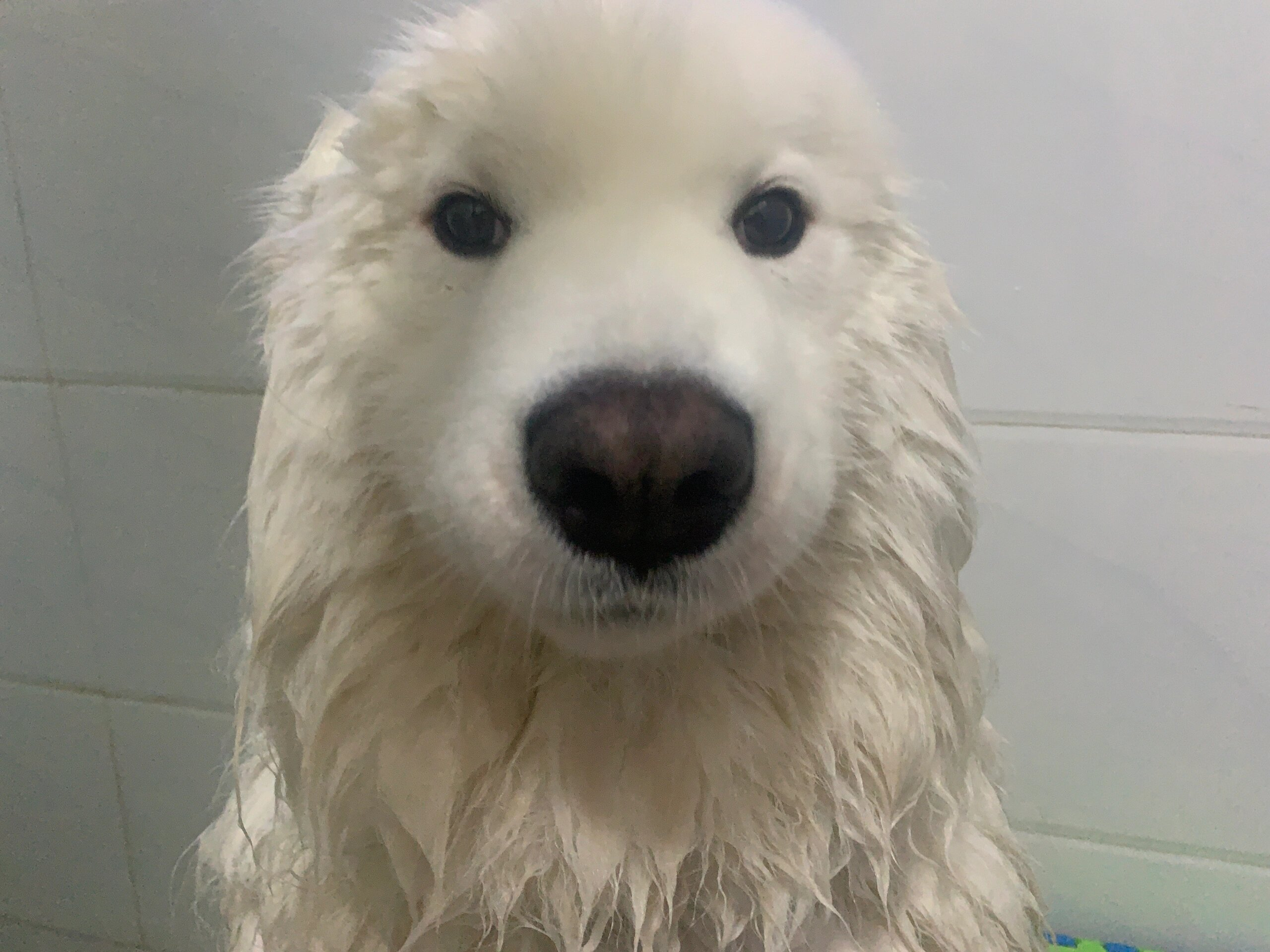 只要吸收适量水份，萨摩耶会进化萨摩豹 