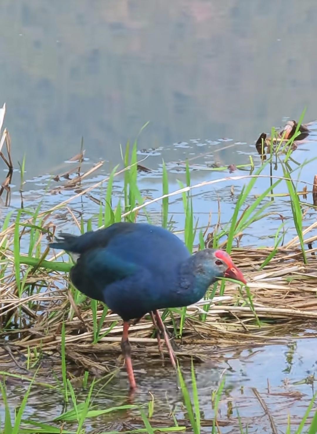 万能的条友，请问这是什么飞禽？