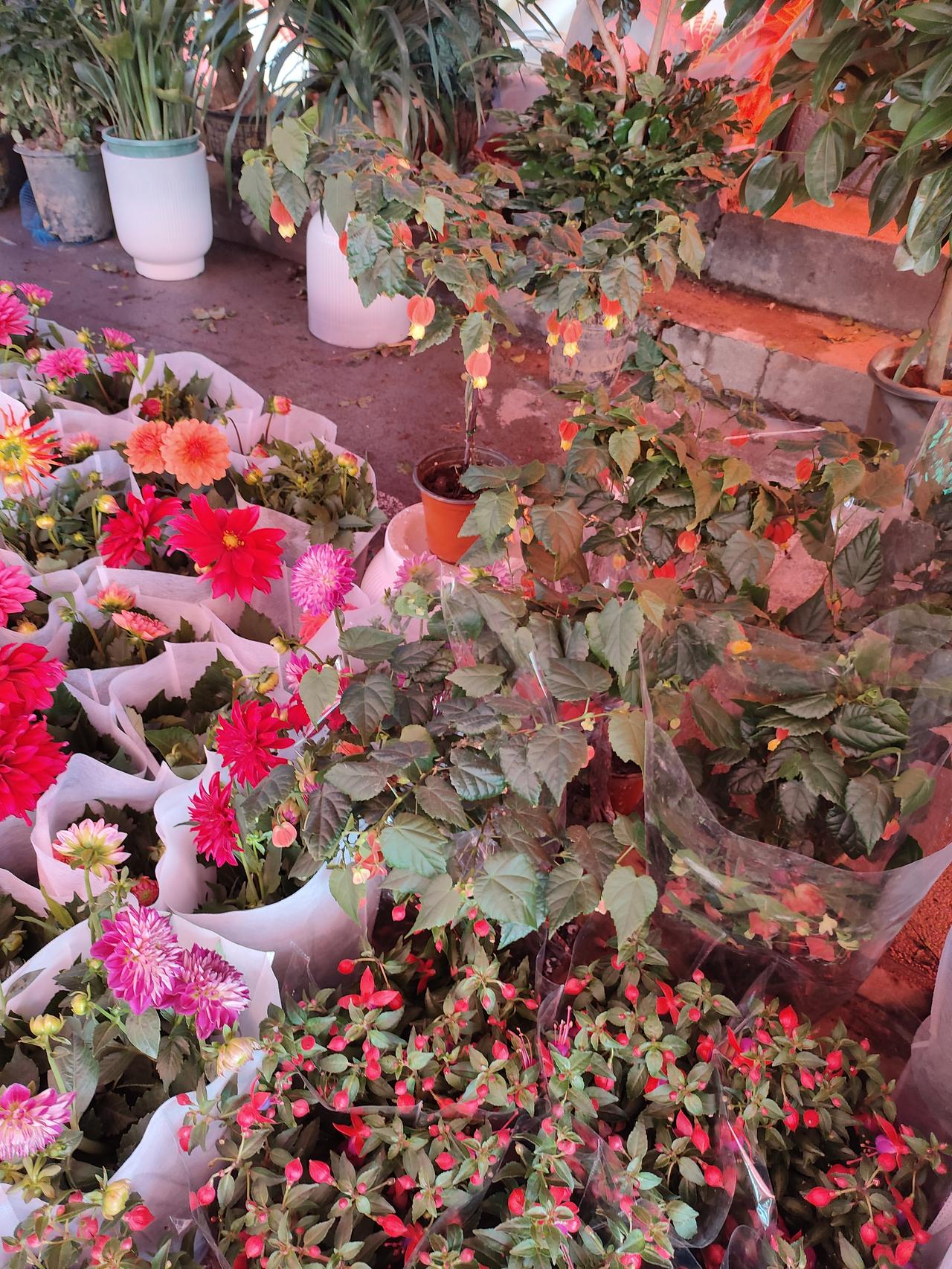 1. 钻进花市的热闹里，红的艳、粉的柔、绿的嫩，满眼都是生机。把春天和满兜的花香