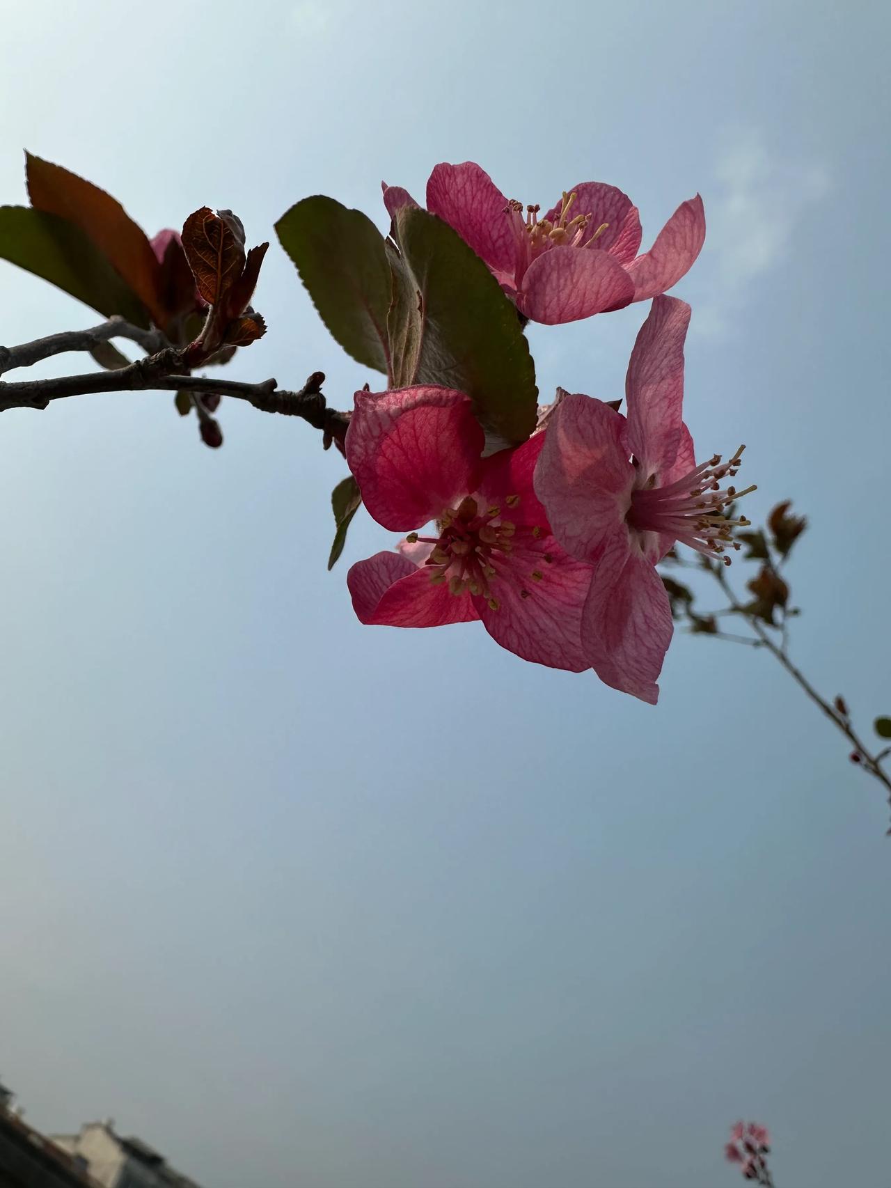 藏在我家的春色
