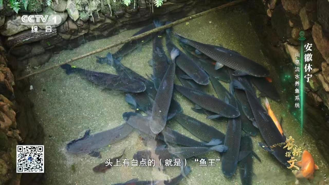 村民给鱼过55岁生日 看着 55 岁草鱼过寿太有感触！从投放鱼苗到如今高龄，对当