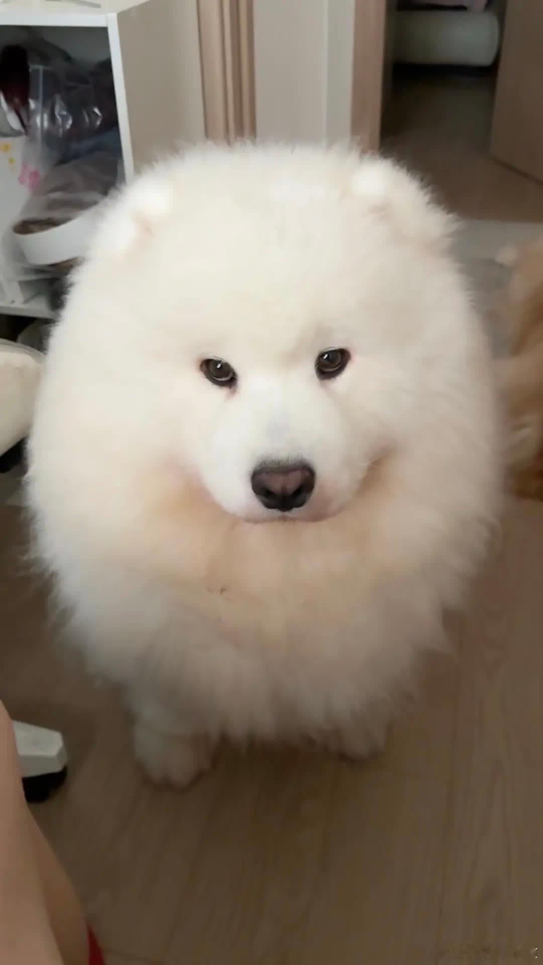 就这样委屈巴巴盯着我看萌宠宠物