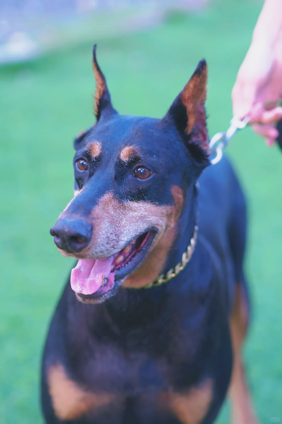 带小狗们去玩耍就忍不住拍好多照片分享呀