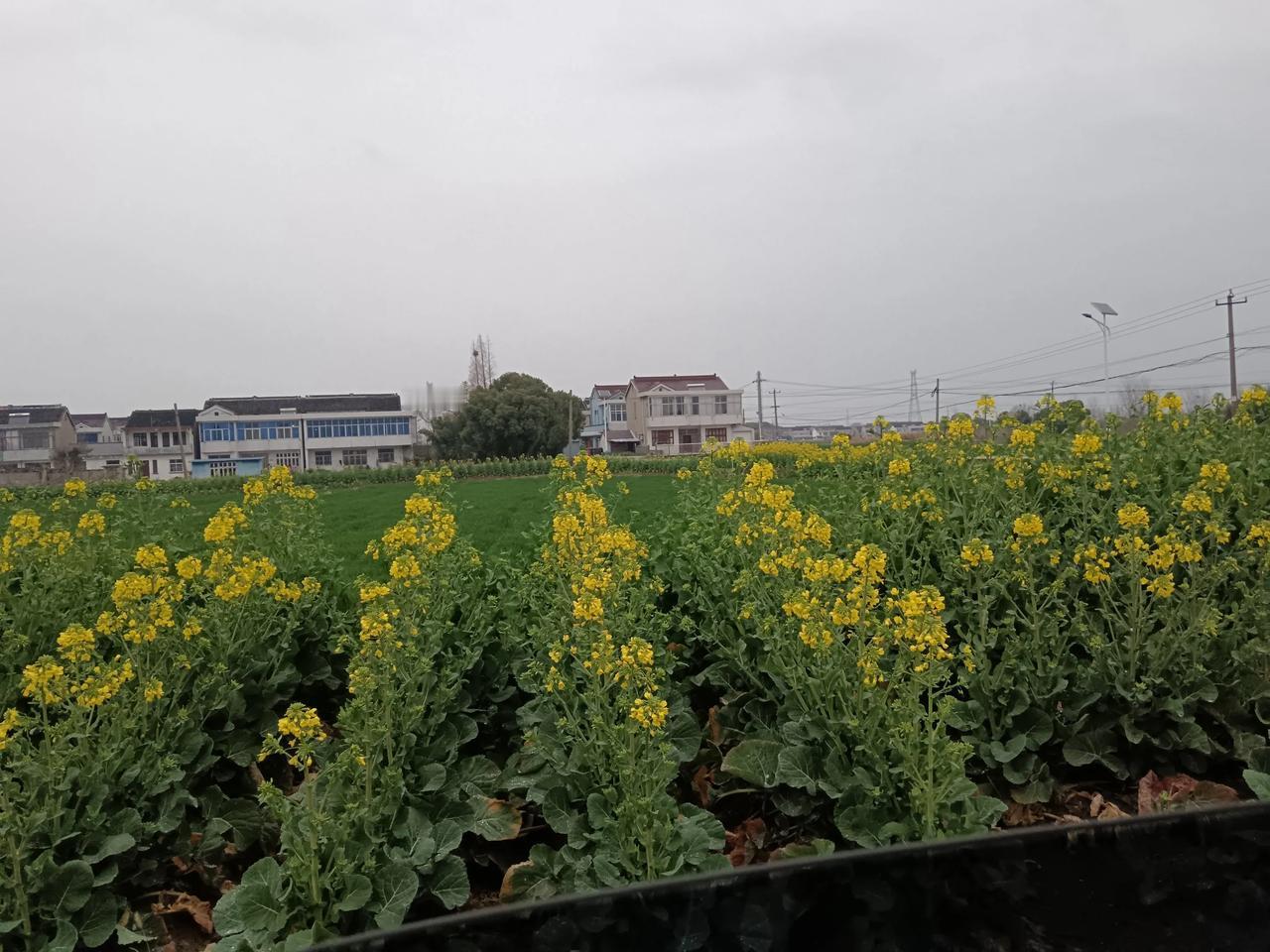 不知不觉，油菜花开了，小时候油菜花开了，天气就慢慢变暖了，今年是真的奇怪，都3月