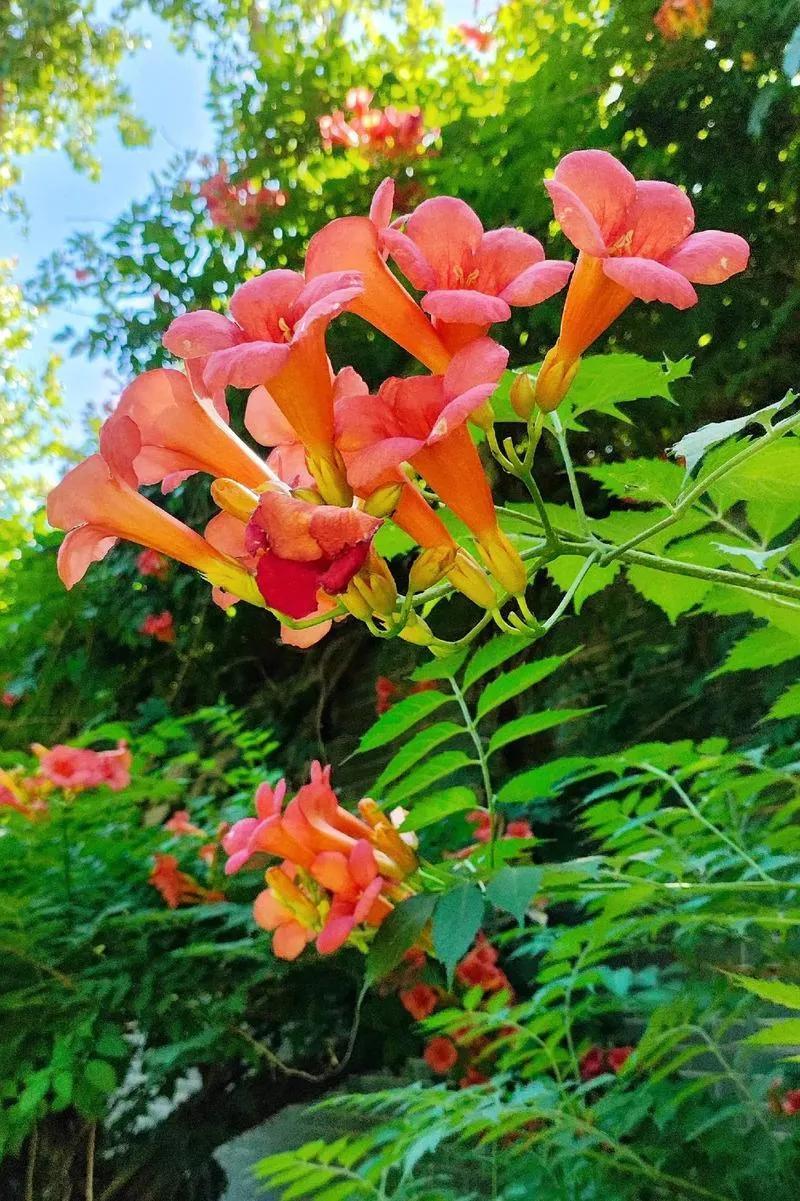 小区楼下有一处长廊，长廊两侧栽种着一些凌霄花。

眼下正值凌霄花绽放的时节，橙红