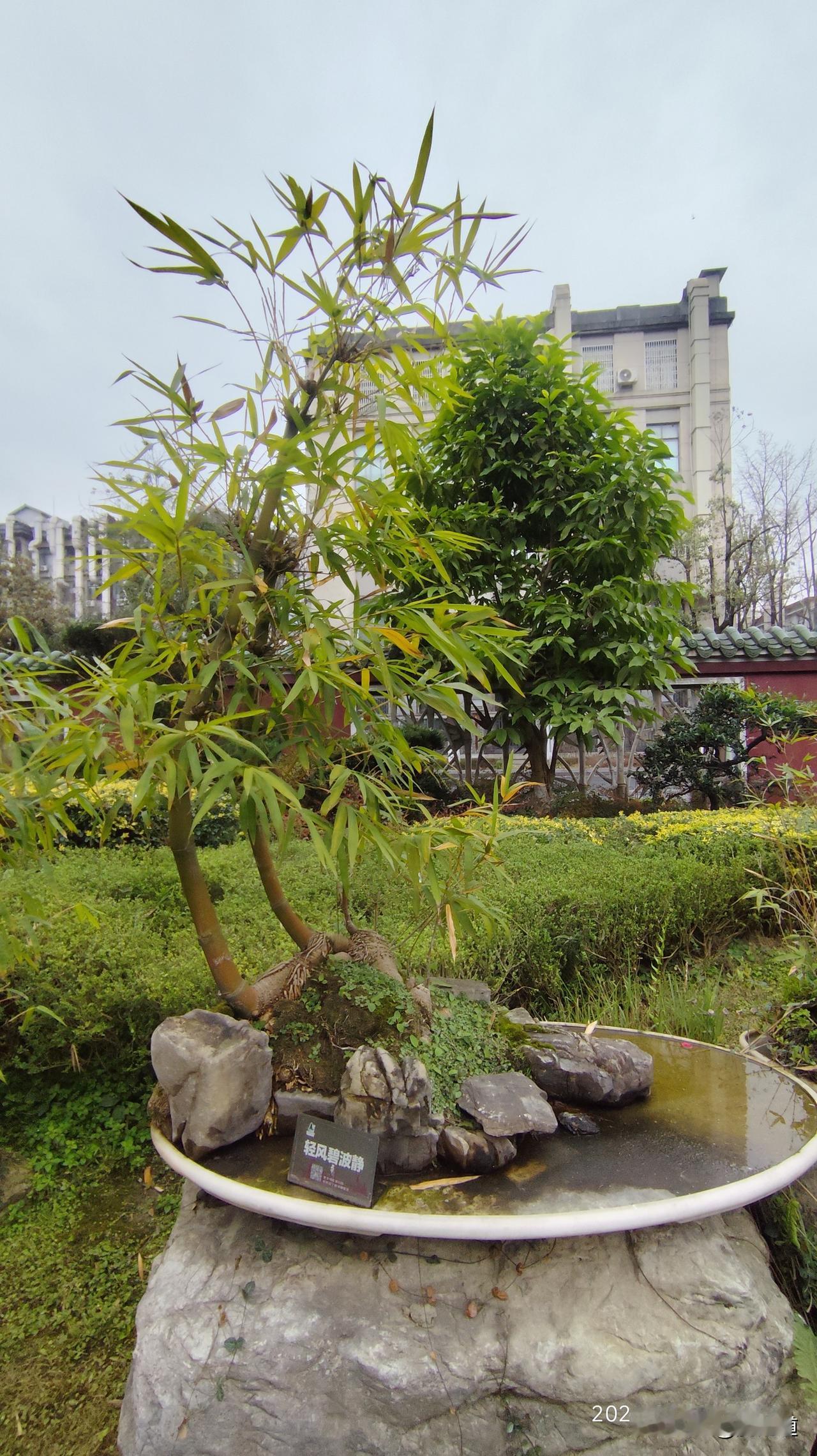 分享漂亮的盆景春竹青翠盆中生