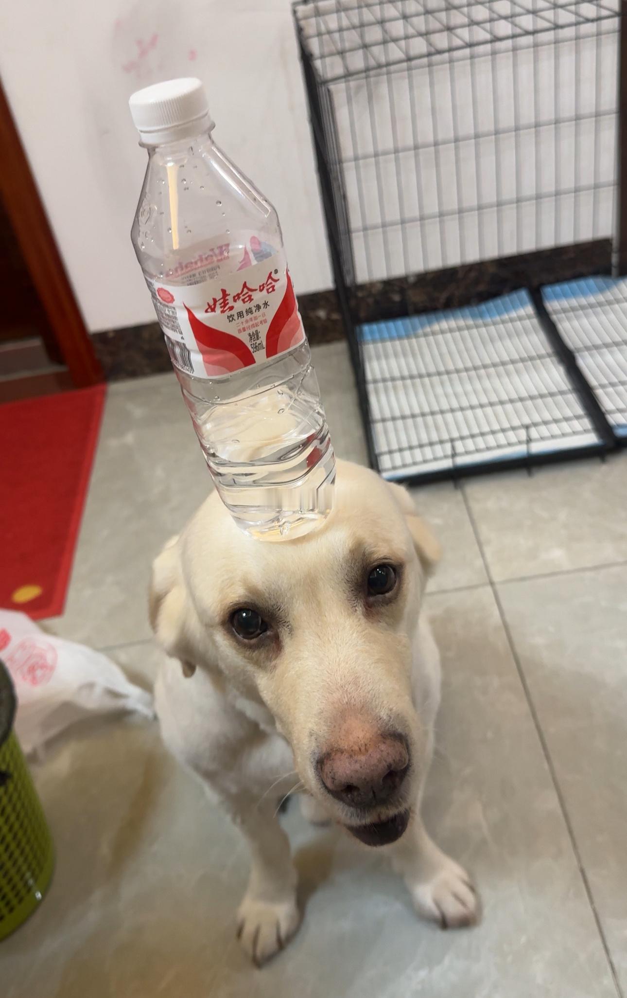 小狗卖艺～ ​​​