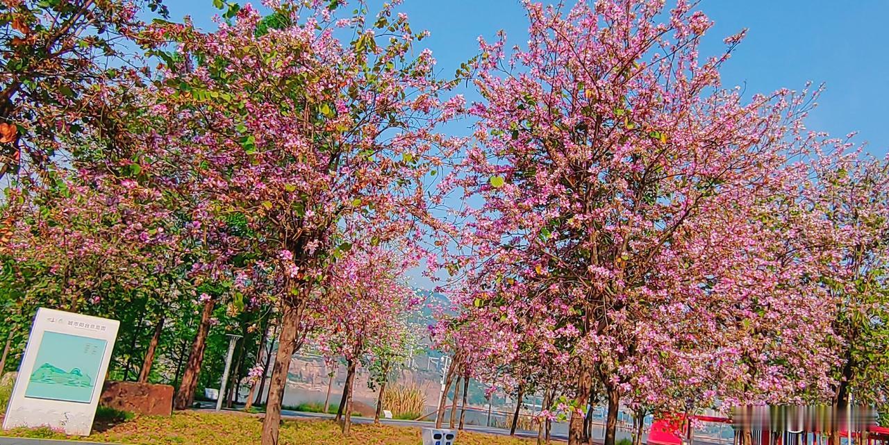 万州区望江公园的羊蹄甲花盛开了，那景象一定很美。就像之前三峡学院的蔷薇花，花朵簇