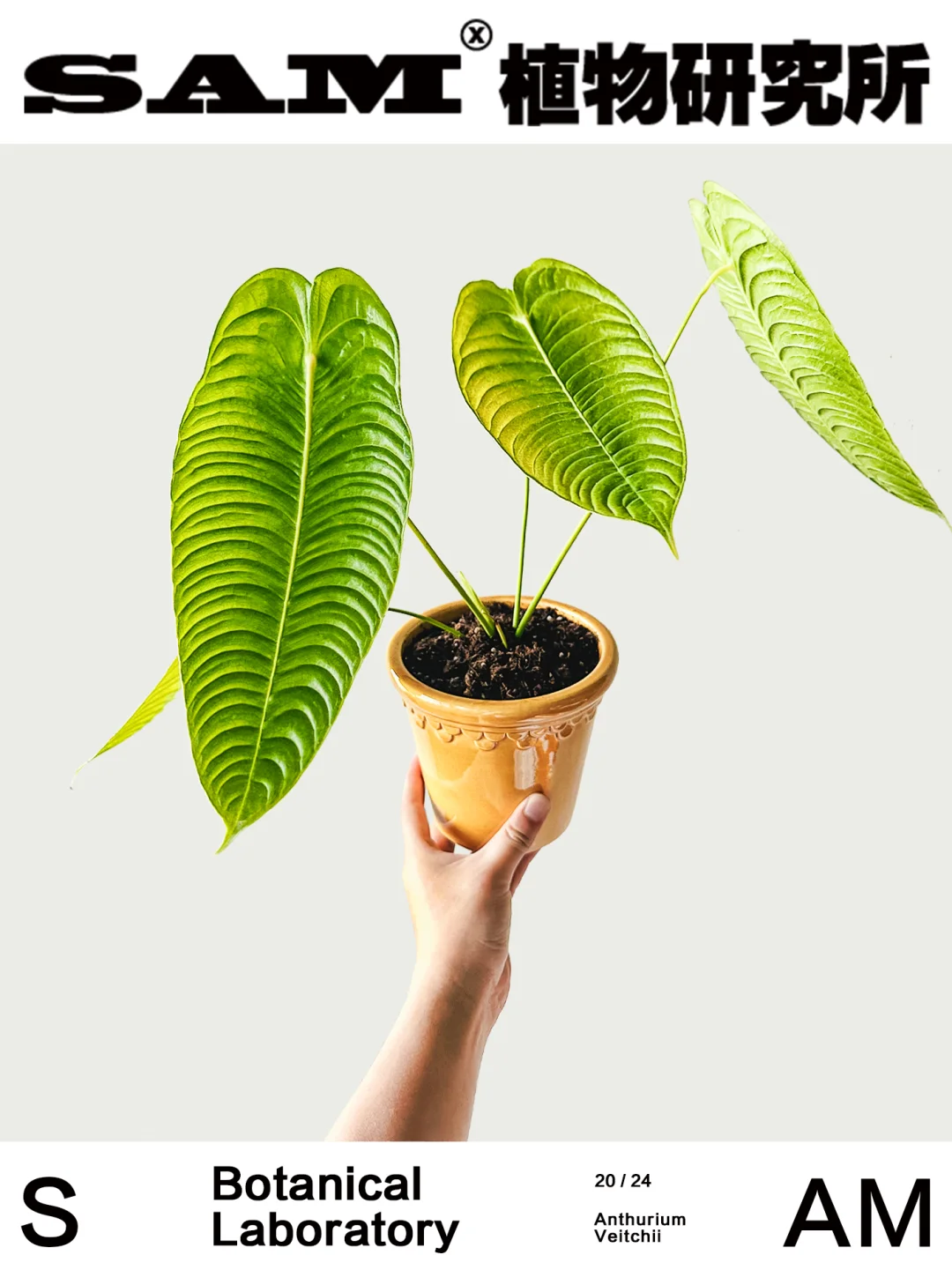 火鹤王花烛｜Anthurium Veitchii
