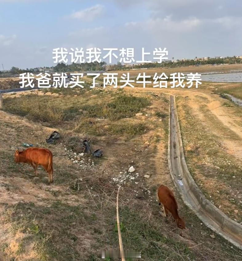 你们都在玩梗只有我是真的在放牛 ​​​