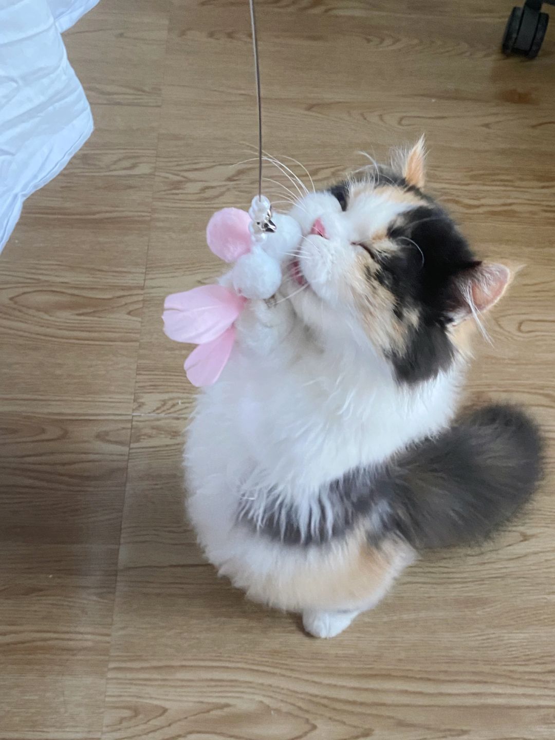 养这种猫一定要注意