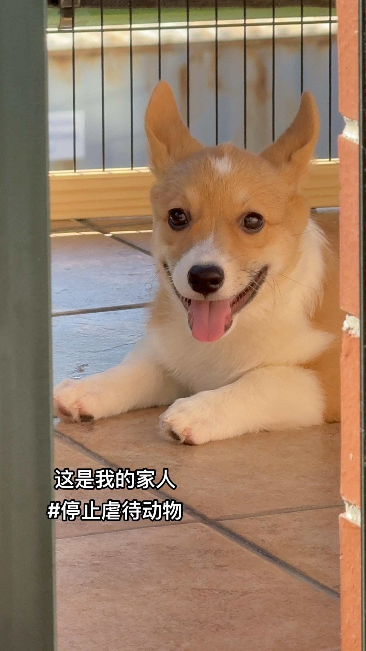 停止虐待动物