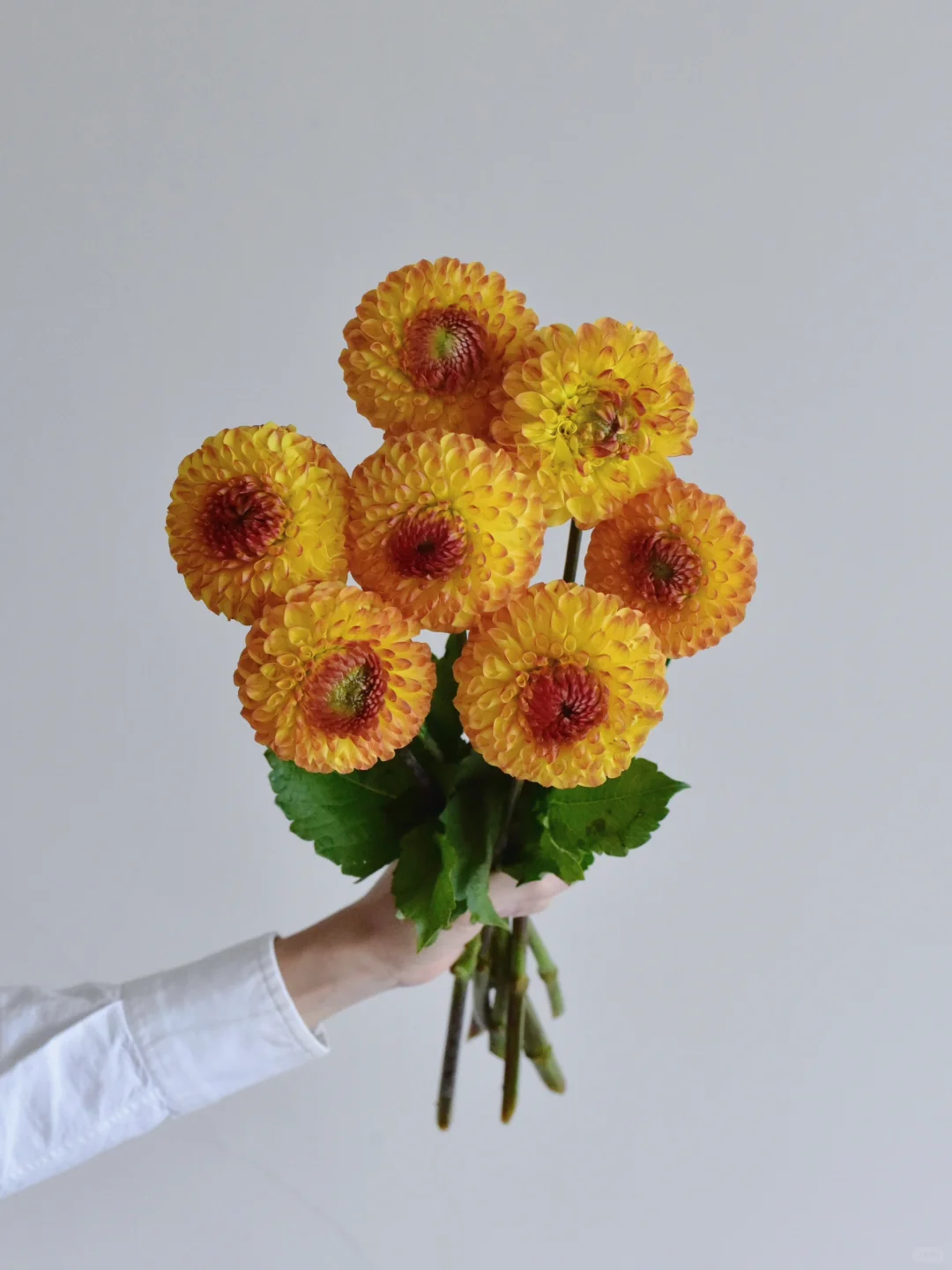 大丽花·阳光男孩