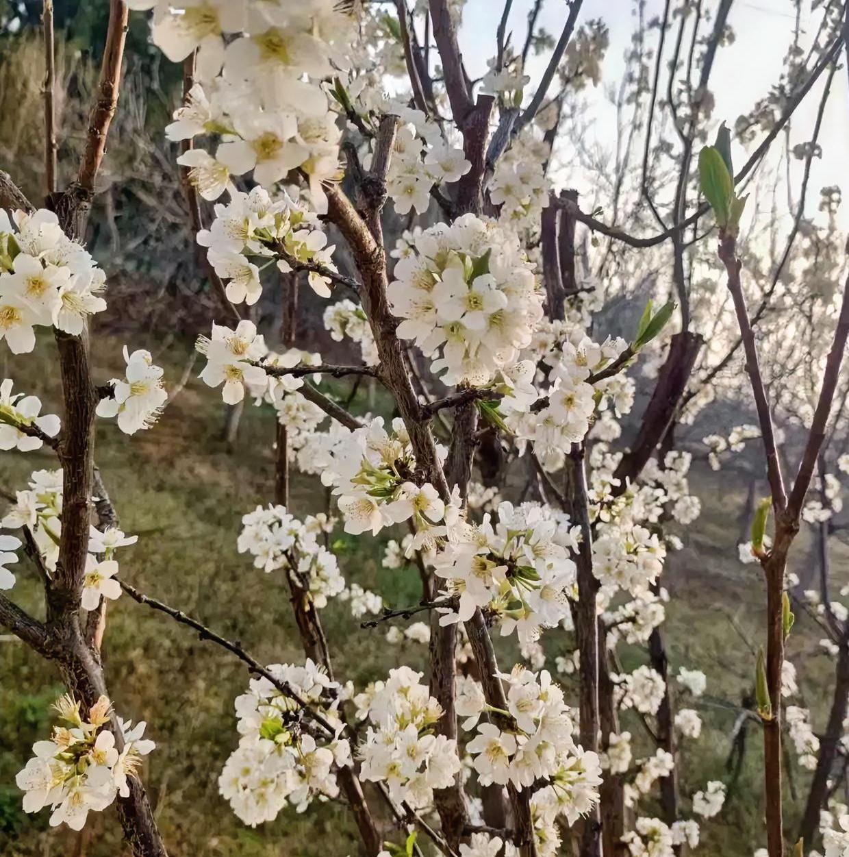 下班路上撞见的春日浪漫
 
下班路上被这一树李花狠狠治愈了！本来还在为一天的工作