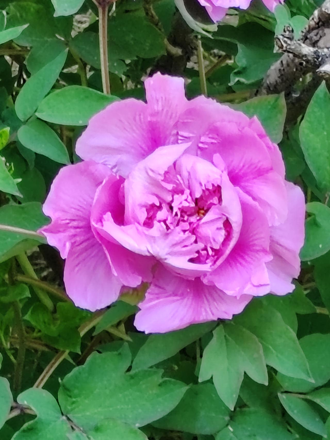 独生子女所引发的社会问题，是家庭权衡下的艰难抉择，而身处其中的独生子女，更是难上