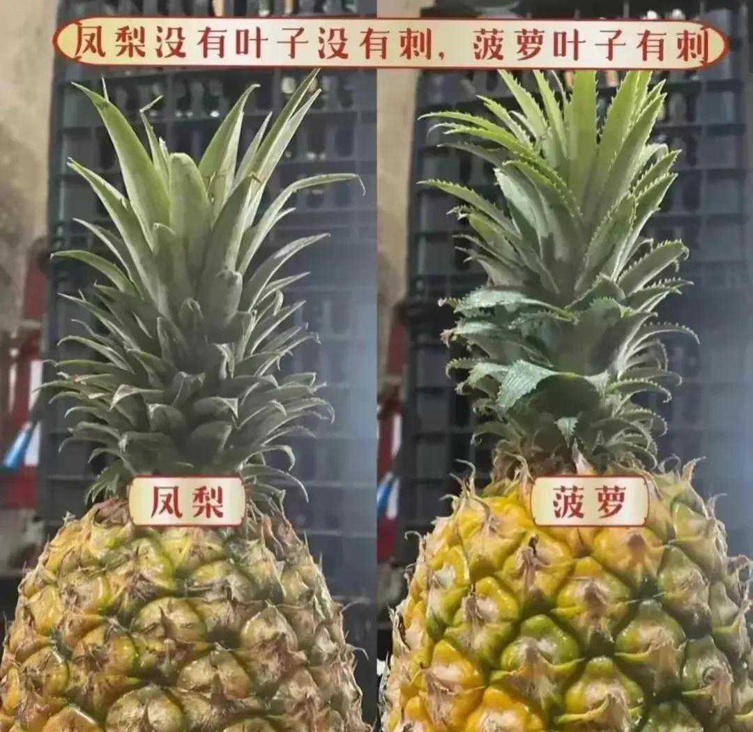 我一直以为菠萝和凤梨是一个东西，
只是因为在不同地区的叫法不同。
结果你跟我说，