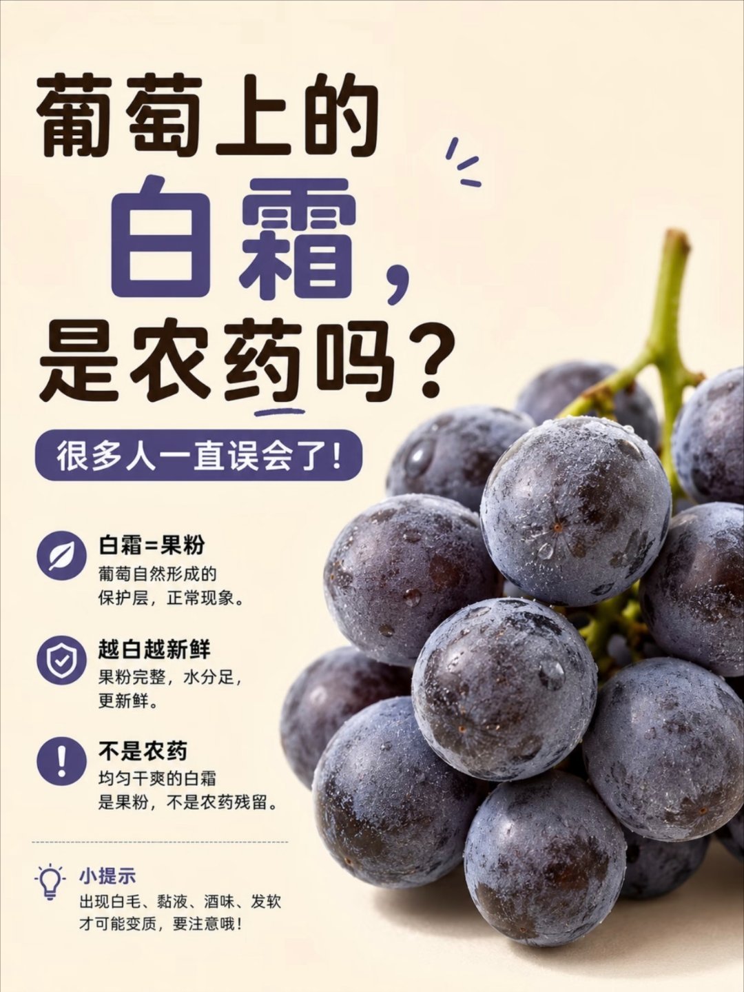 葡萄上的白霜这样的葡萄别买1.白霜不一定是农药 葡萄表面均匀、薄薄、能擦掉的白霜