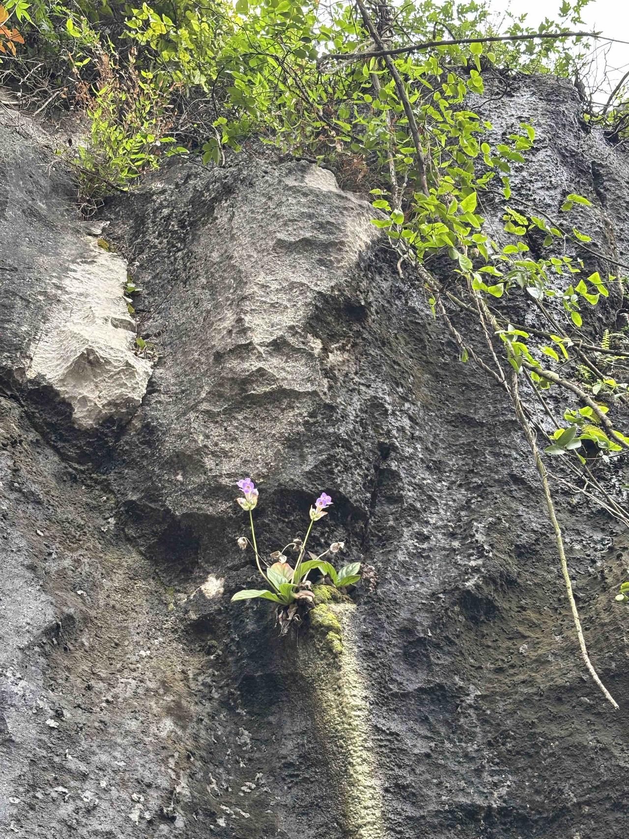 分享你随手拍的风景颜壁上的花随风摇曳，展示着它坚强的生命力。