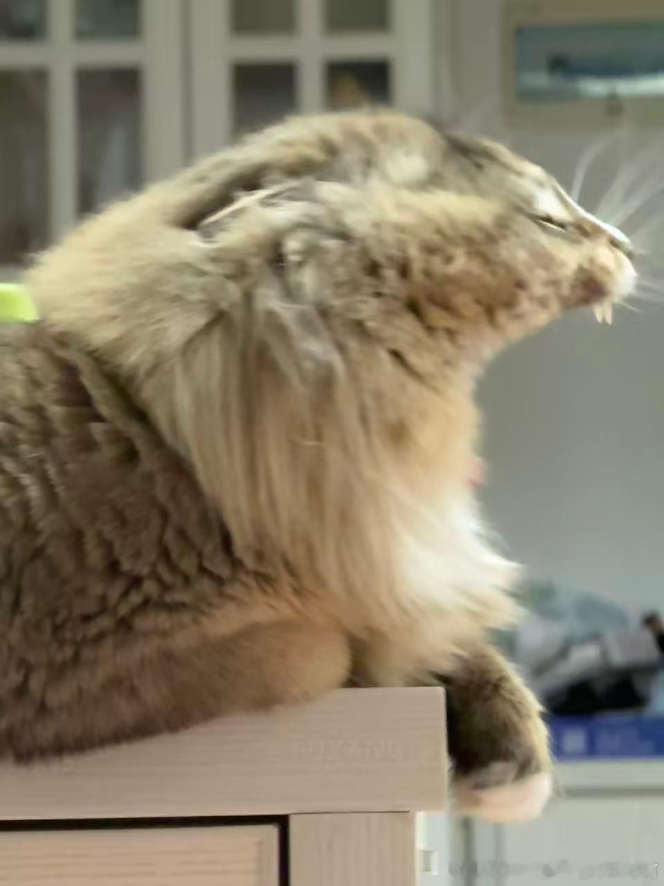 49324【丑猫】挑战战战丑猫巅峰 