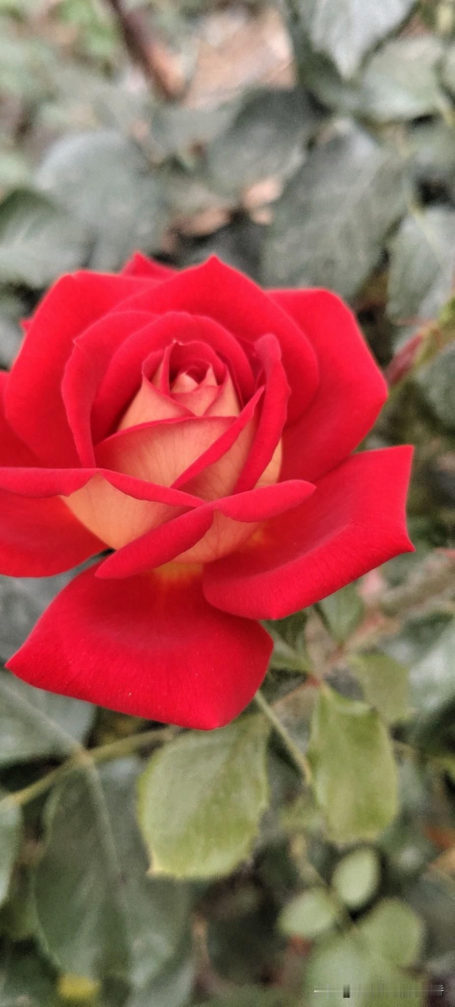 惊艳的红色玫瑰，绽放出浪漫与美丽！🌹💕