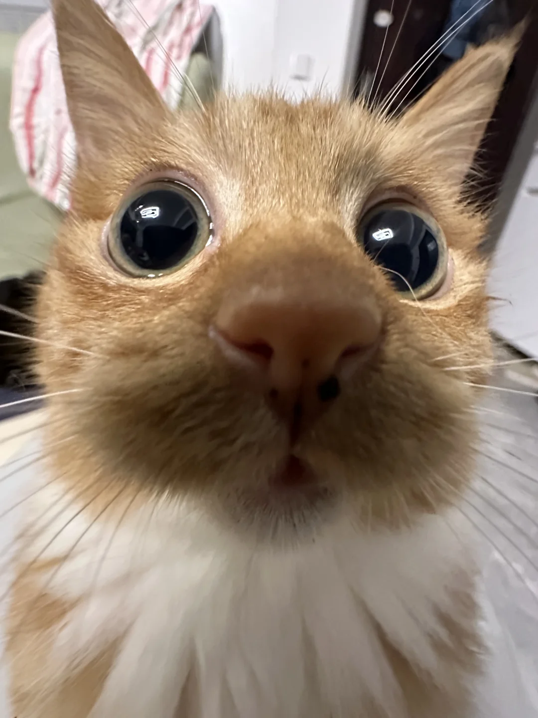 半岁了 体重快到2kg也焦虑啊🥹