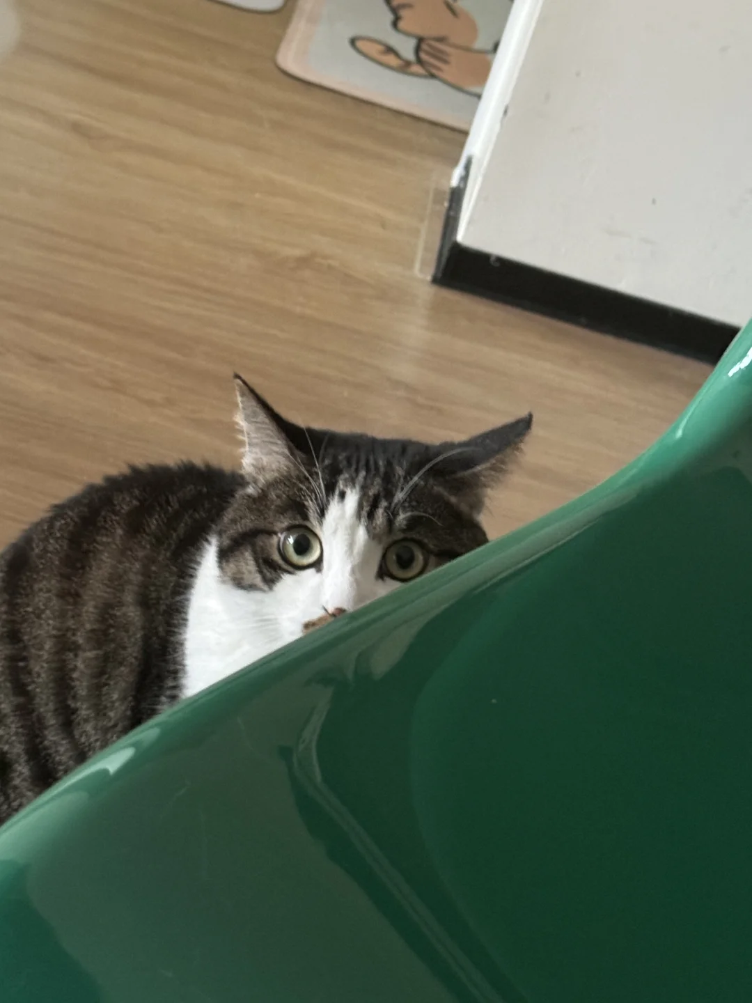 等一下，小猫有话要说